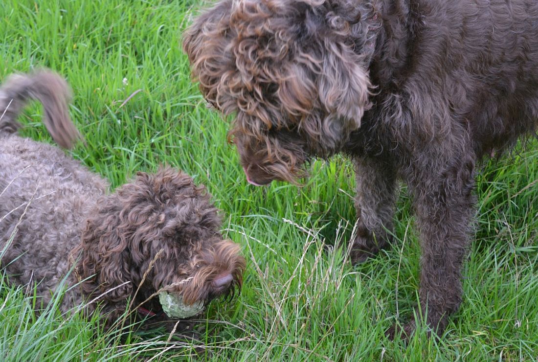 Home Breeding
