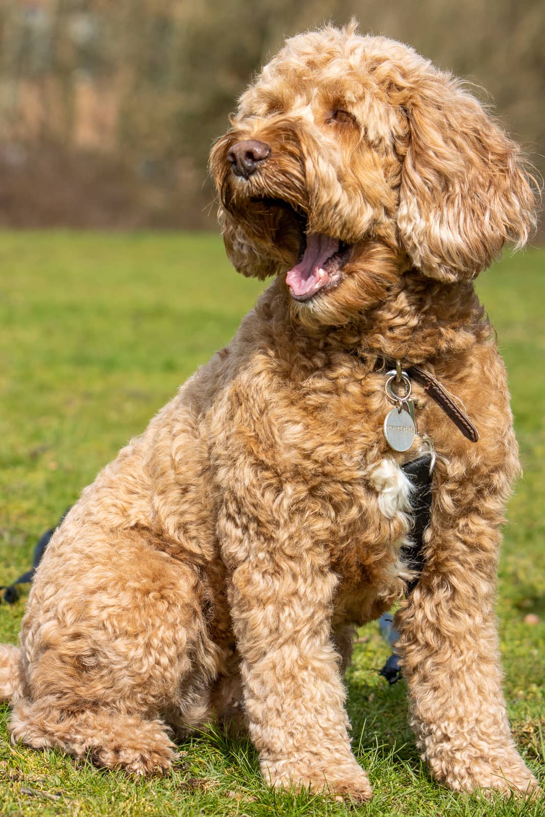 Puppy portrait