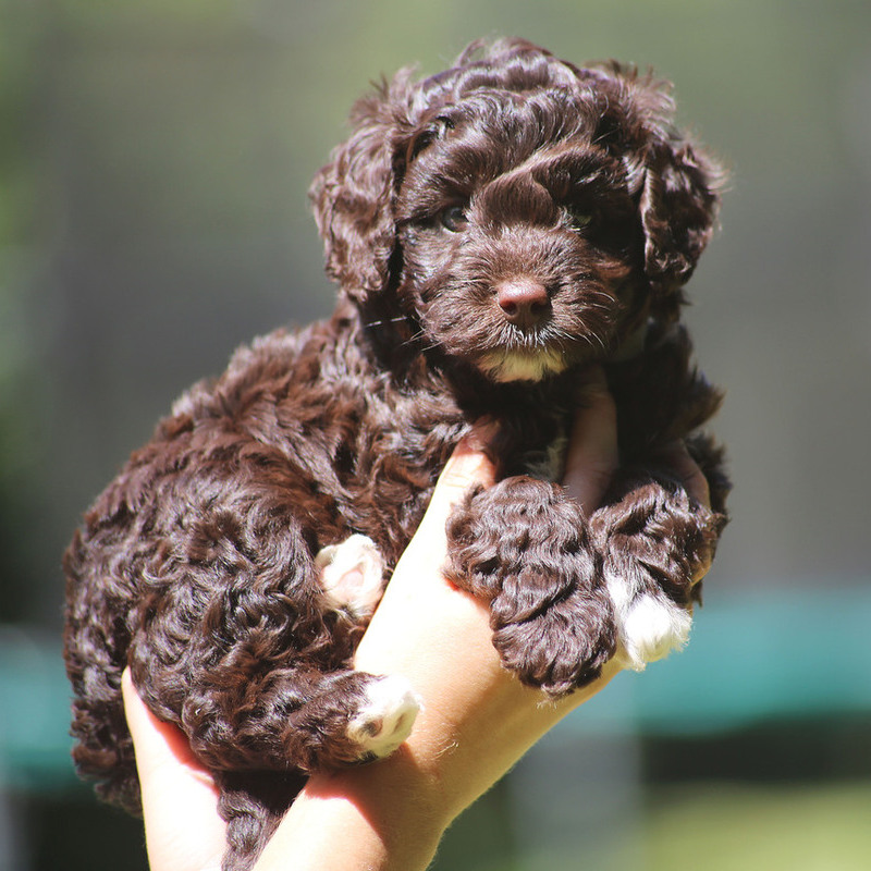 Golden doodle playing